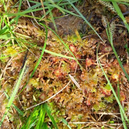 Piller Moor