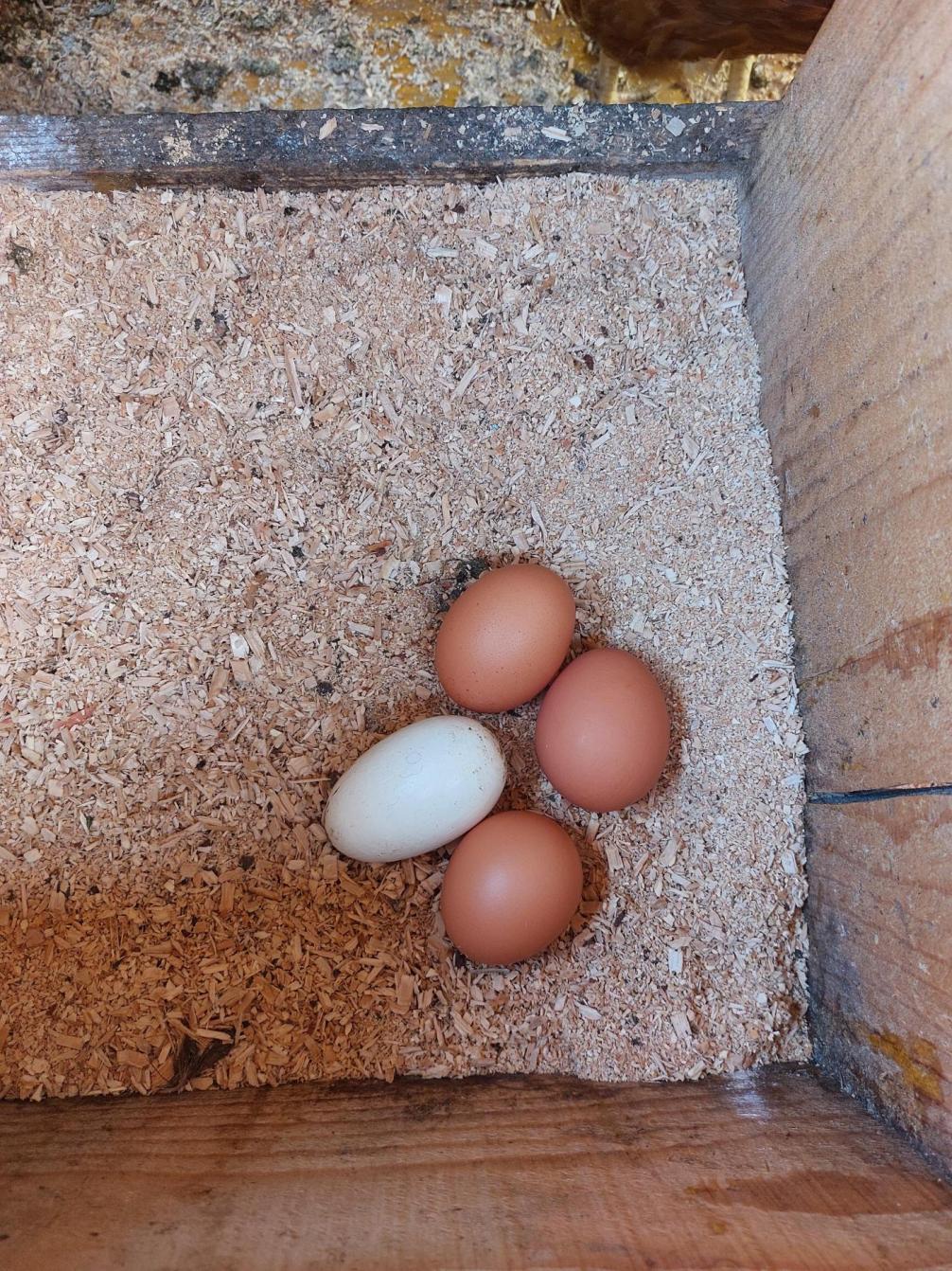 Eier gefunden